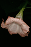 Brugmansia suaveolens 'Pink Beauty' RCP10-09 114.jpg